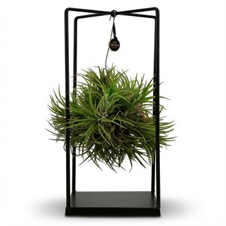 Tillandsia Luchtplant in Decor - Ø 14 cm - Hoogte: 37 cm