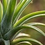 Tillandsia Luchtplant in Decor - Ø 14 cm - Hoogte: 37 cm