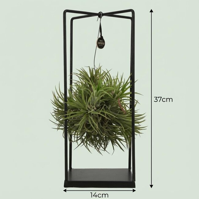 Tillandsia Luchtplant in Decor - Ø 14 cm - Hoogte: 37 cm