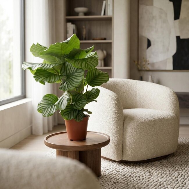 Calathea Orbifolia - Ø 19 cm - Hoogte: 60cm