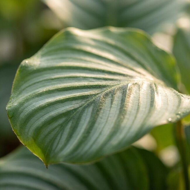 Calathea Orbifolia - Ø 19 cm - Hoogte: 60cm