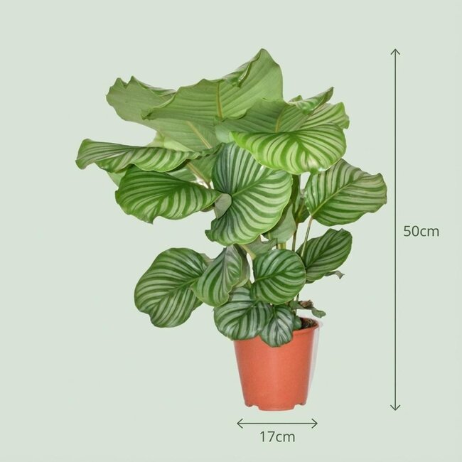 Calathea Orbifolia - Ø 19 cm - Hoogte: 60cm
