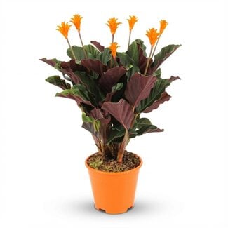 Calathea Crocata - Ø 14 cm - Hoogte: 40 - 45 cm