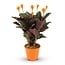 Calathea Crocata - Ø 14 cm - Hoogte: 40 - 45 cm