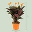 Calathea Crocata - Ø 14 cm - Hoogte: 40 - 45 cm