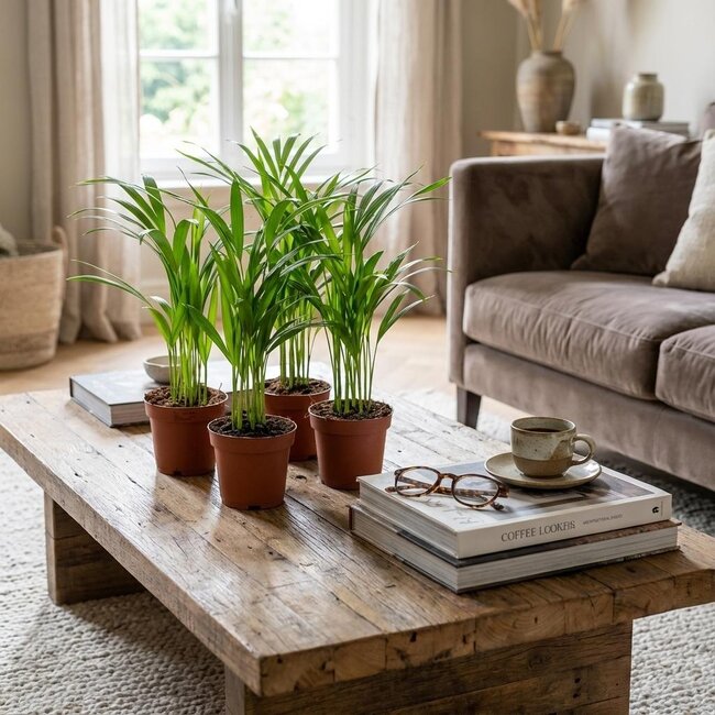 4x Areca Dypsis Lutescens Goudpalm - Ø 12 cm - Hoogte: 40 cm