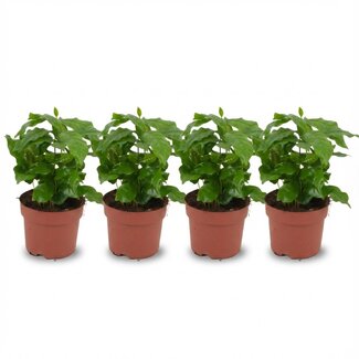 4x Coffea Arabica Koffieplant - Ø 12 cm - Hoogte: 25 cm