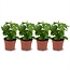 4x Coffea Arabica Koffieplant - Ø 12 cm - Hoogte: 25 cm