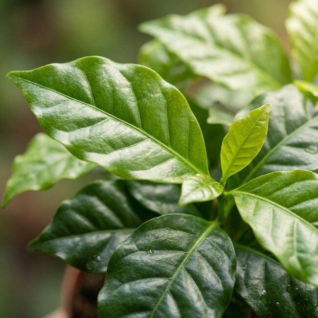 4x Coffea Arabica Koffieplant - Ø 12 cm - Hoogte: 25 cm