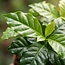 4x Coffea Arabica Koffieplant - Ø 12 cm - Hoogte: 25 cm