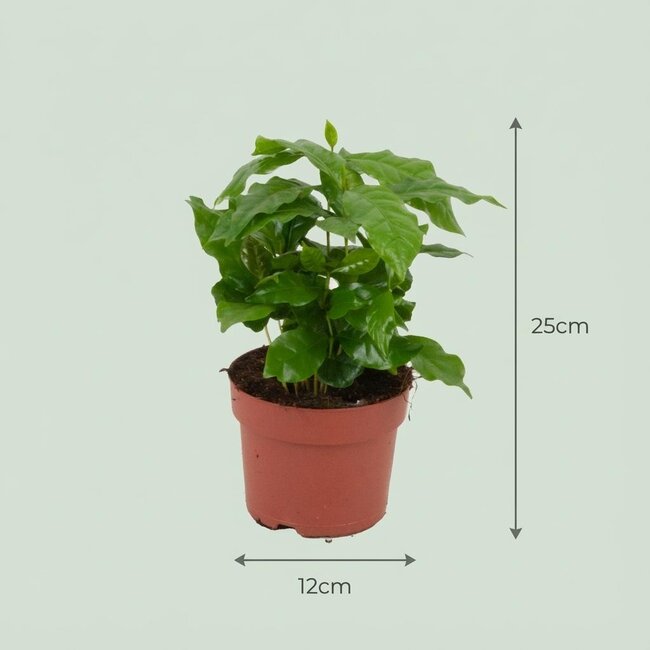 4x Coffea Arabica Koffieplant - Ø 12 cm - Hoogte: 25 cm