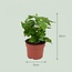 4x Coffea Arabica Koffieplant - Ø 12 cm - Hoogte: 25 cm