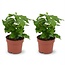 2x Coffea Arabica Koffieplant - Ø 12 cm - Hoogte: 25 cm