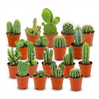 Mini Cactus Set - 18 Stuks - Ø 5,5 cm - Hoogte: 5-10 cm
