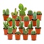 Mini Cactus Set - 18 Stuks - Ø 5,5 cm - Hoogte: 5-10 cm