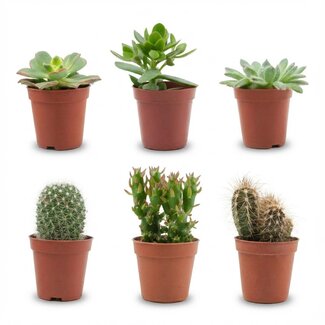 Mix van Echte Cactussen en Vetplanten - 6 Stuks - Ø 5,5 cm - Hoogte: 5-10 cm