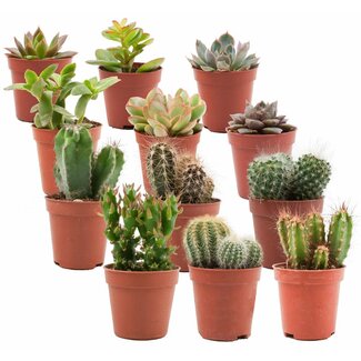 Mix van Echte Cactussen en Vetplanten - 12 Stuks - Ø 5,5 cm - Hoogte: 5-10 cm