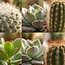 Mix van Echte Cactussen en Vetplanten - 12 Stuks - Ø 5,5 cm - Hoogte: 5-10 cm