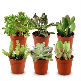 Mini Succulenten Mix - 6 Stuks - Ø 5,5 cm - Hoogte: 5-10 cm