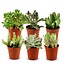 Mini Succulenten Mix - 6 Stuks - Ø 5,5 cm - Hoogte: 5-10 cm