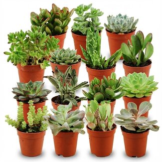 Mini Succulenten Mix - 15 Stuks - Ø 5,5 cm - Hoogte: 5-10 c