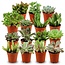 Mini Succulenten Mix - 15 Stuks - Ø 5,5 cm - Hoogte: 5-10 c
