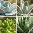 Mini Succulenten Mix - 15 Stuks - Ø 5,5 cm - Hoogte: 5-10 c