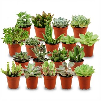Mini Succulenten Mix - 18 Stuks - Ø 5,5 cm - Hoogte: 5-10 cm
