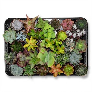 Mini Succulenten Mix - 30 Stuks - Ø 5,5 cm - Hoogte: 5-10 cm
