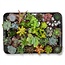 Mini Succulenten Mix - 30 Stuks - Ø 5,5 cm - Hoogte: 5-10 cm