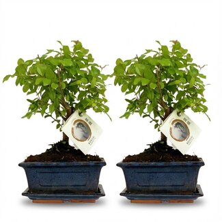 Bonsai Bol vorm Boom - 2 Stuks - Hoogte: 25-30 cm (mix keramiek
