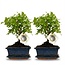 Bonsai Bol vorm Boom - 2 Stuks - Hoogte: 25-30 cm (mix keramiek