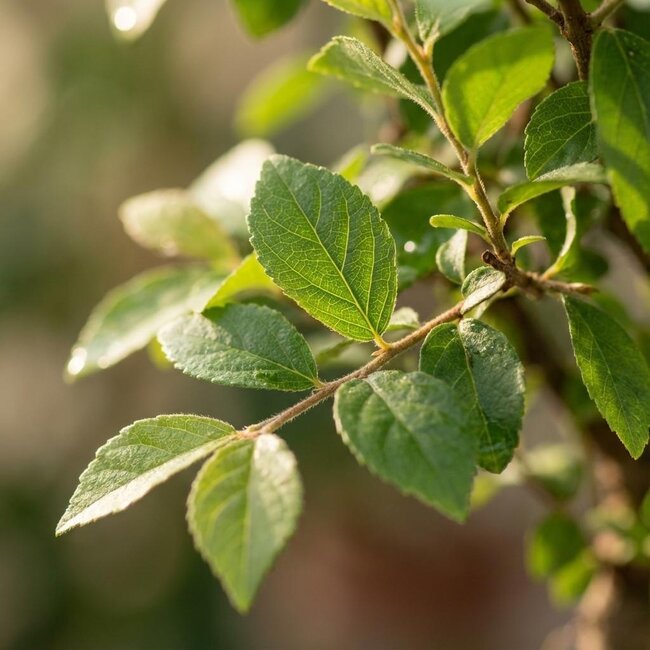 Bonsai Bol vorm Boom - 2 Stuks - Hoogte: 25-30 cm (mix keramiek