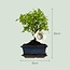 Bonsai Bol vorm Boom - 2 Stuks - Hoogte: 25-30 cm (mix keramiek