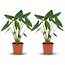 Alocasia Zebrina - 2 Stuks - Ø 21 cm - Hoogte: 70 - 75 cm