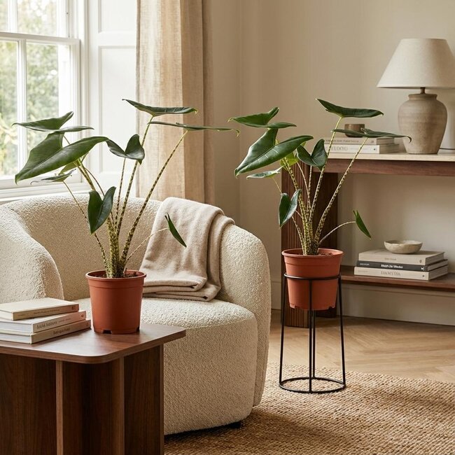 Alocasia Zebrina - 2 Stuks - Ø 21 cm - Hoogte: 70 - 75 cm