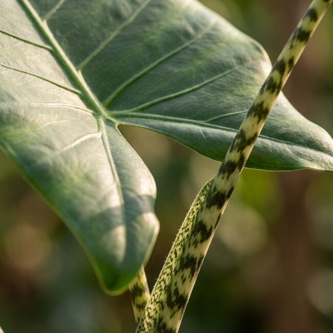 Alocasia Zebrina - 2 Stuks - Ø 21 cm - Hoogte: 70 - 75 cm