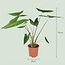 Alocasia Zebrina - 2 Stuks - Ø 21 cm - Hoogte: 70 - 75 cm