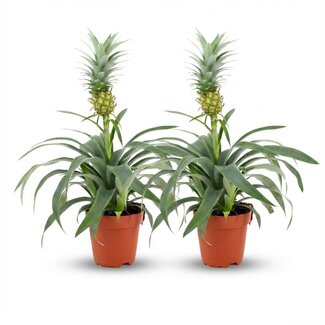 Ananasplant Mi Amigo - 2 Stuks - Ø 12 cm - Hoogte: 35 - 40 cm
