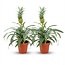 Ananasplant Mi Amigo - 2 Stuks - Ø 12 cm - Hoogte: 35 - 40 cm