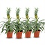 Ananasplant Mi Amigo - 4 Stuks - Ø 12 cm - Hoogte: 35 - 40 cm