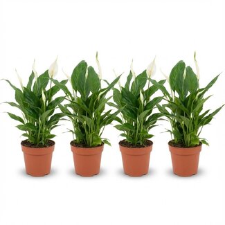 Spathiphyllum Lepelplant - 4 Stuks - Ø 12 cm - Hoogte: 35 - 40 cm