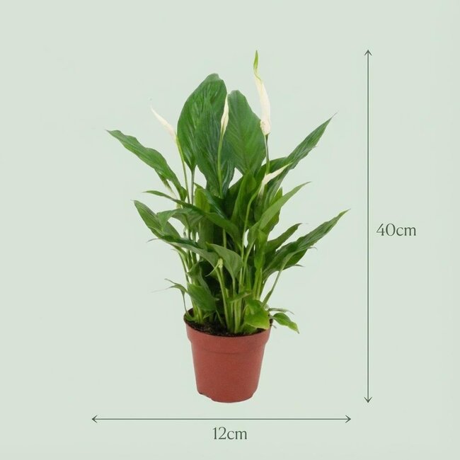 Spathiphyllum Lepelplant - 4 Stuks - Ø 12 cm - Hoogte: 35 - 40 cm