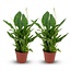 Spathiphyllum Lepelplant - 2 Stuks - Ø 12 cm - Hoogte: 35 - 40 cm