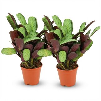 Ctenanthe Amagris - 2 Stuks - Ø 14 cm - Hoogte: 25 - 35 cm