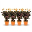 Calathea Crocata - 4 Stuks - Ø 14 cm - Hoogte: 40 - 45cm