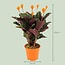 Calathea Crocata - 4 Stuks - Ø 14 cm - Hoogte: 40 - 45cm