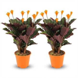 Calathea Crocata - 2 Stuks - Ø 14 cm - Hoogte: 40 - 45cm