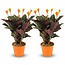 Calathea Crocata - 2 Stuks - Ø 14 cm - Hoogte: 40 - 45cm