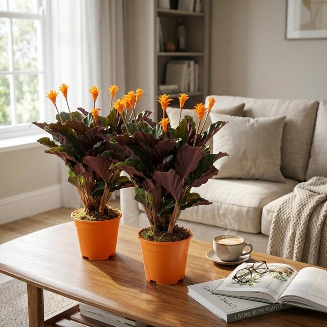 Calathea Crocata - 2 Stuks - Ø 14 cm - Hoogte: 40 - 45cm